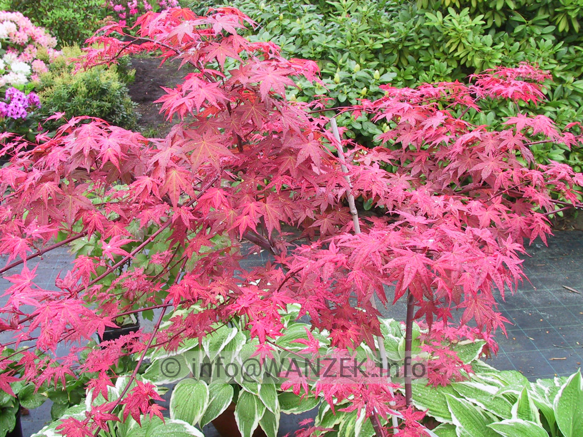 Acer palmatum Deshojo Austrieb rot.JPG